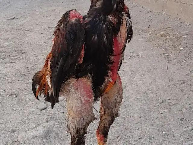 Чуча, Хуҷанд