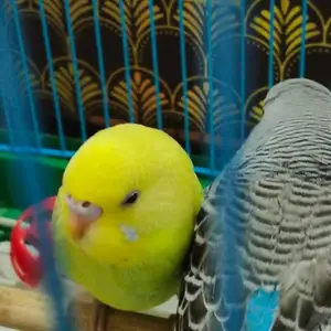 Попугай, Душанбе