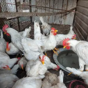 Мург, Канибадам