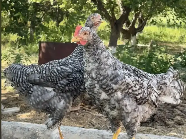 Чуча, Истаравшан