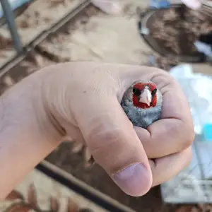 Саъба, Душанбе