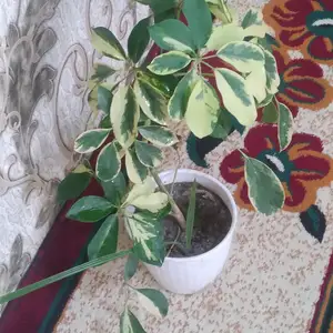 Шалфейр, Худжанд