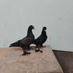 Кафтар, Вахдат