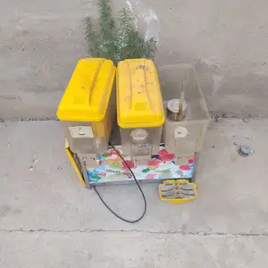 Компотница, Душанбе