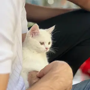 Шотландский котенок, Душанбе