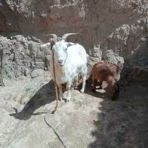 Бузи руси, Куляб