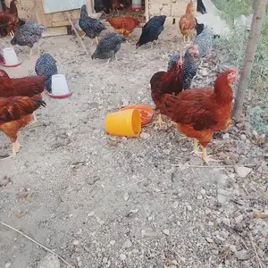 Мургхо, Душанбе