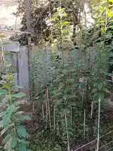 Саженцы маклюры, Душанбе - 2
