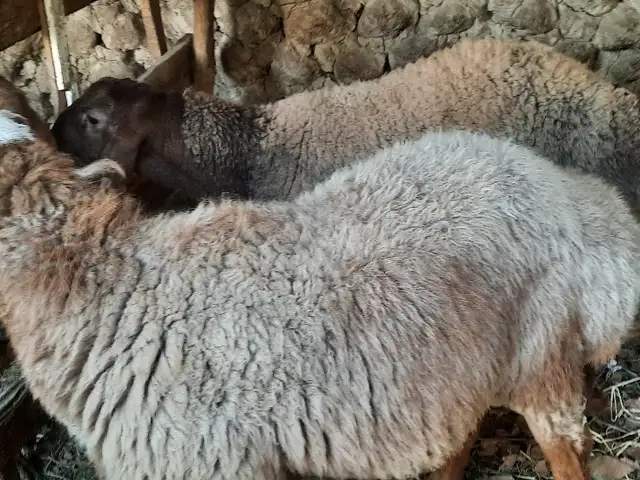 Кучкор, Худжанд