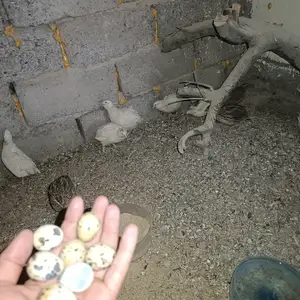 Будана, Душанбе