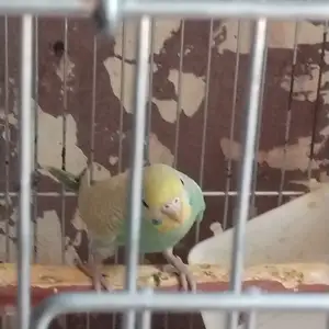 Попугай, Душанбе