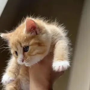 Котята бесплатно, Душанбе