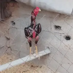 Хуруз, Душанбе