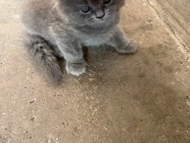Котята, Хуҷанд