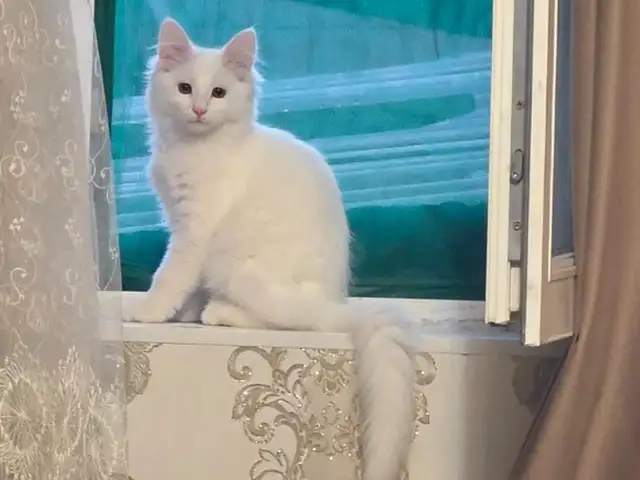 Турецкая ангора, Душанбе