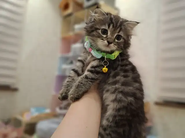 Шотландский вислоухий котёнок, Худжанд