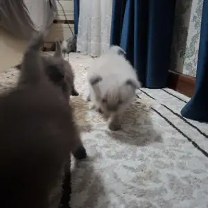 Милый котёнок, Бохтар (Курган-Тюбе)