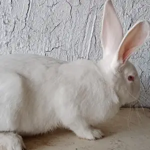 Харгуши нар, Душанбе