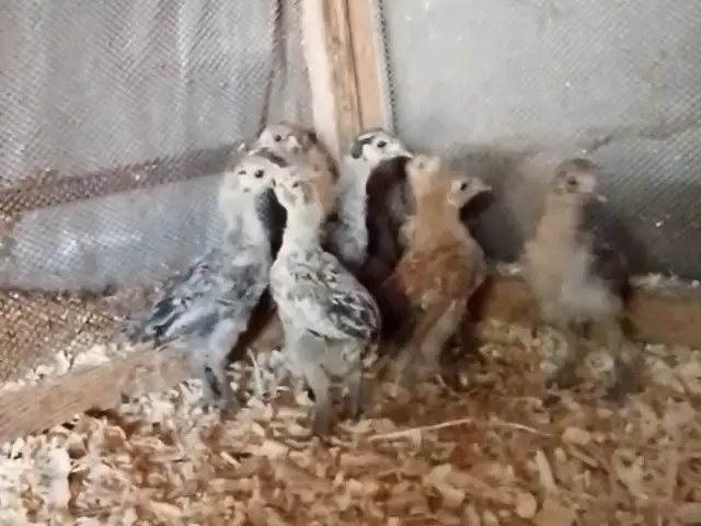 Чуча, Душанбе