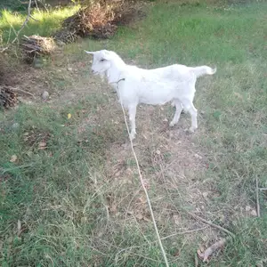 Буз, Ашт