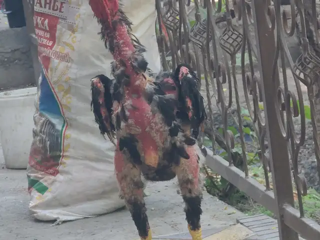 Тухми дакан, Худжанд