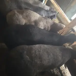 Гусфанд, Худжанд
