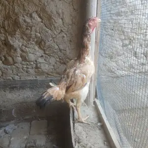 Даканг мокиён, Конибодом