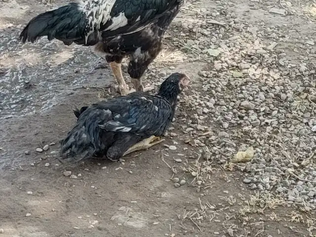 Дакан, Кӯлоб