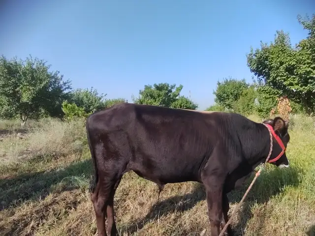 Букача, Конибодом