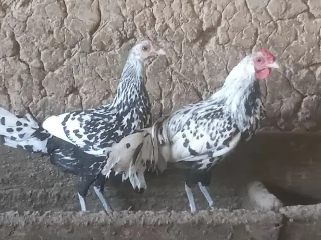 Мург, Душанбе