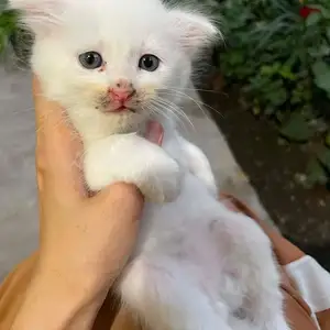 Шотландский вислоухий котёнок як моха, Душанбе