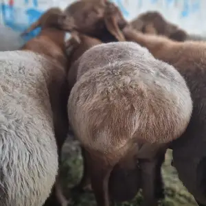 Гусфанди чори, Худжанд