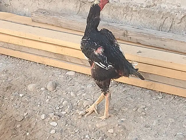Дакан, Канибадам