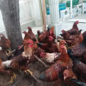 Мурги Ломан Браун, Вахдат