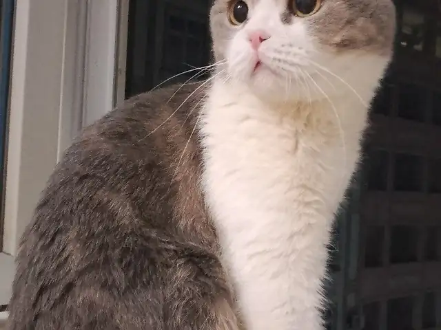 Кот на вязку, Душанбе