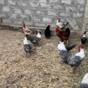 Мургои тухми, Исфара