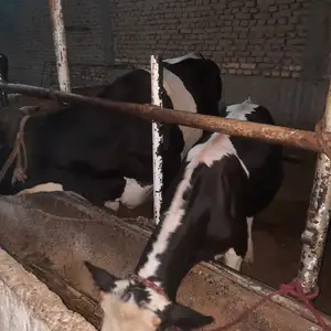 Гови очабача, Худжанд