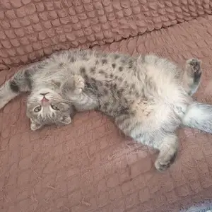 Шотландский вислоухий кот, Худжанд