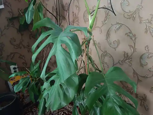 Монстера, Душанбе