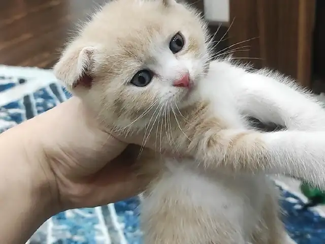 Шотландский вислоухий котёнок, Душанбе