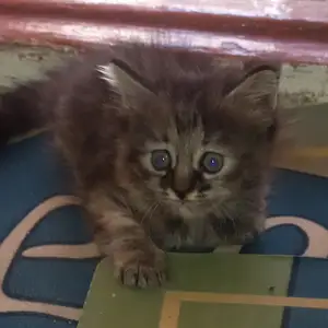 Вислоухие прямоухие шотланский котята, Худжанд