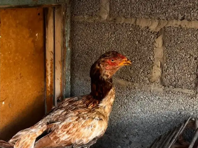 Дакан, Канибадам