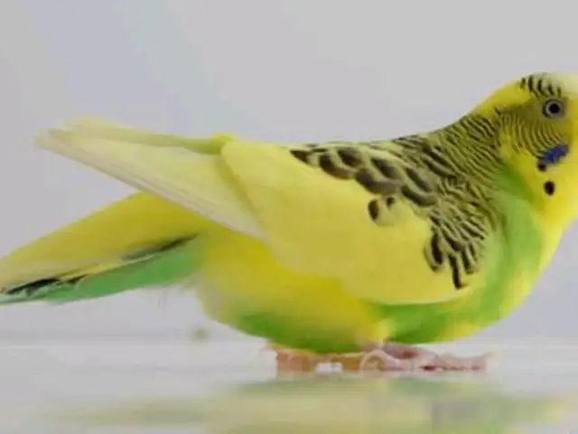 Попугай, Душанбе