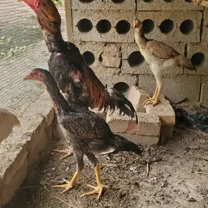 Дакан, Турсунзаде
