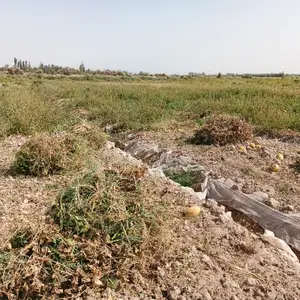 Алаф, Вахш