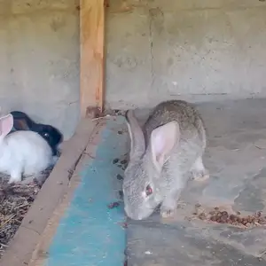Харгуш, Пенджикент