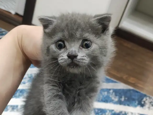 Шотландский Вислоухий котёнок, Душанбе