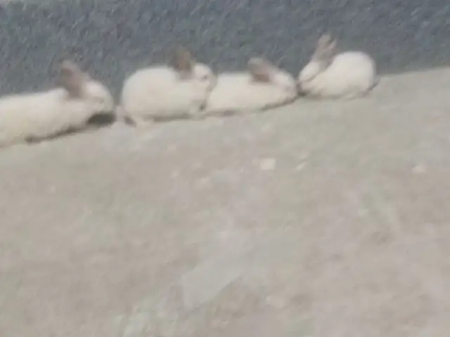 Куяно, Худжанд