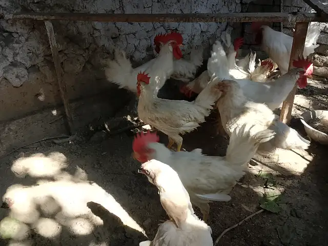 Мург, Канибадам
