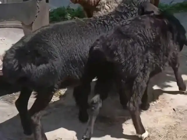 Гусфанди дугоника, Ҳисор